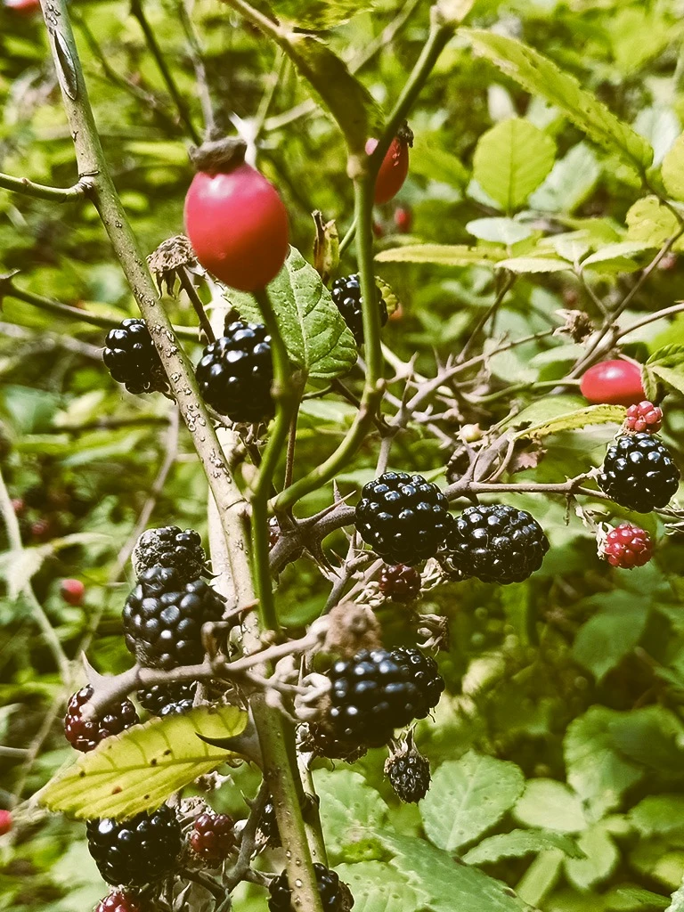 stone-outdoor-alimurgia_03