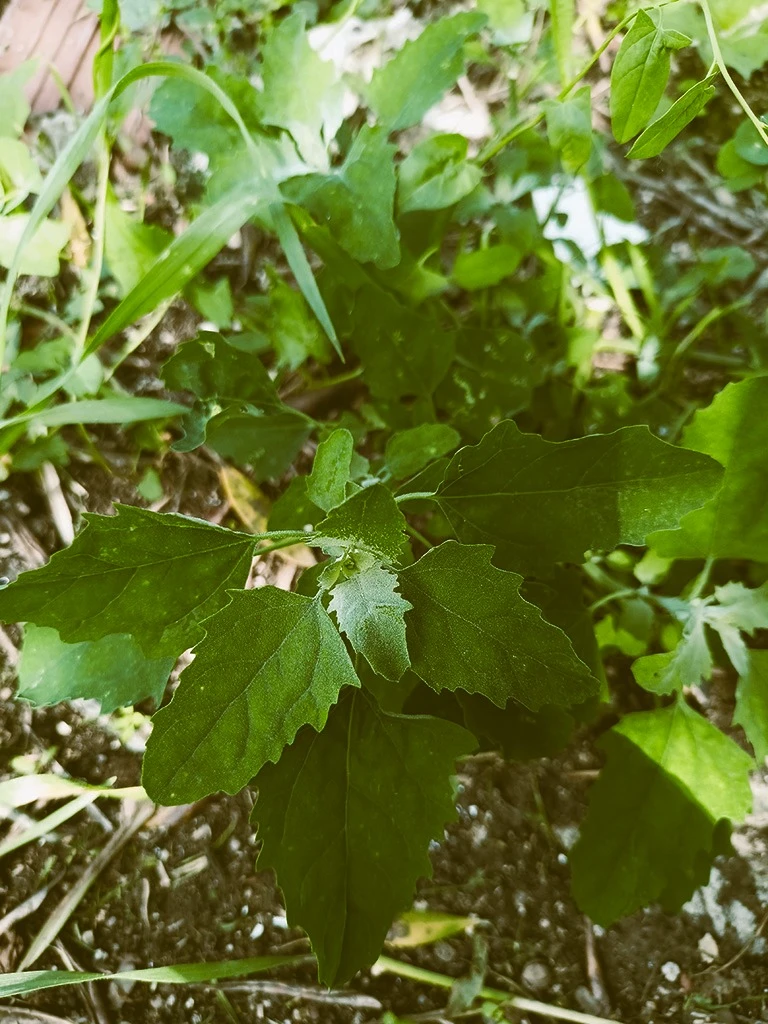 stone-outdoor-alimurgia_04