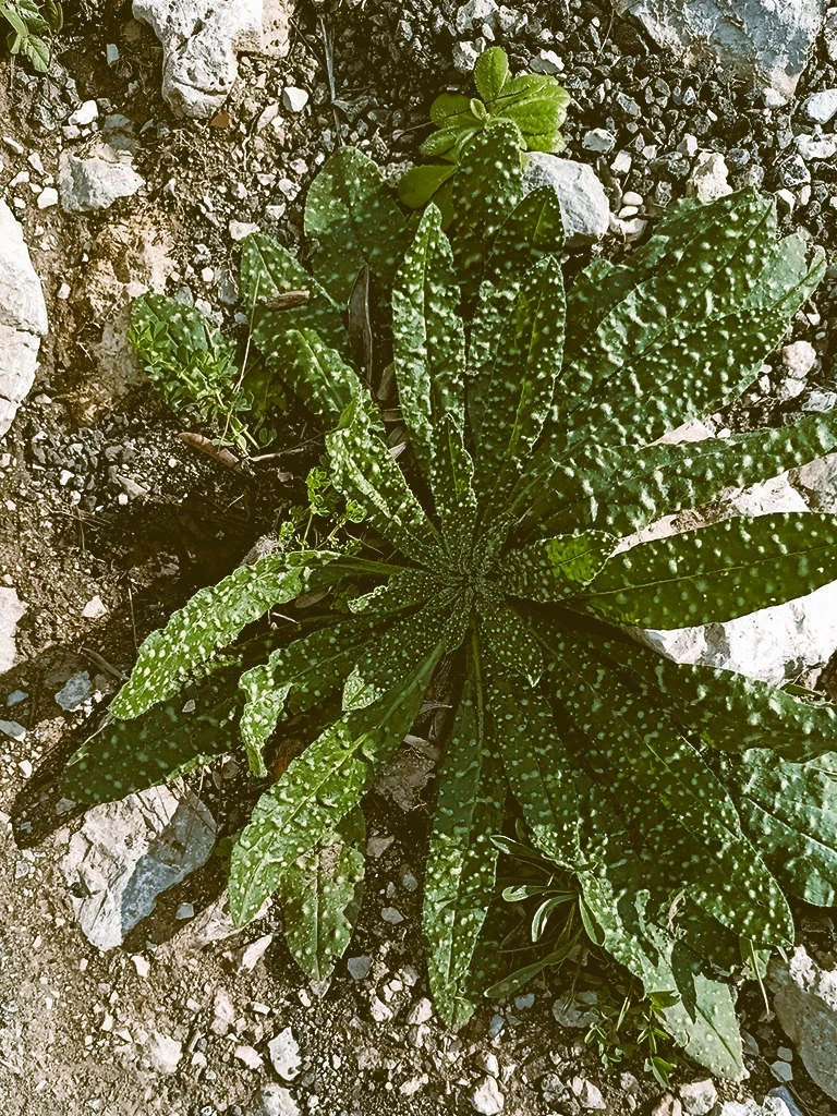 stone-outdoor-alimurgia_08