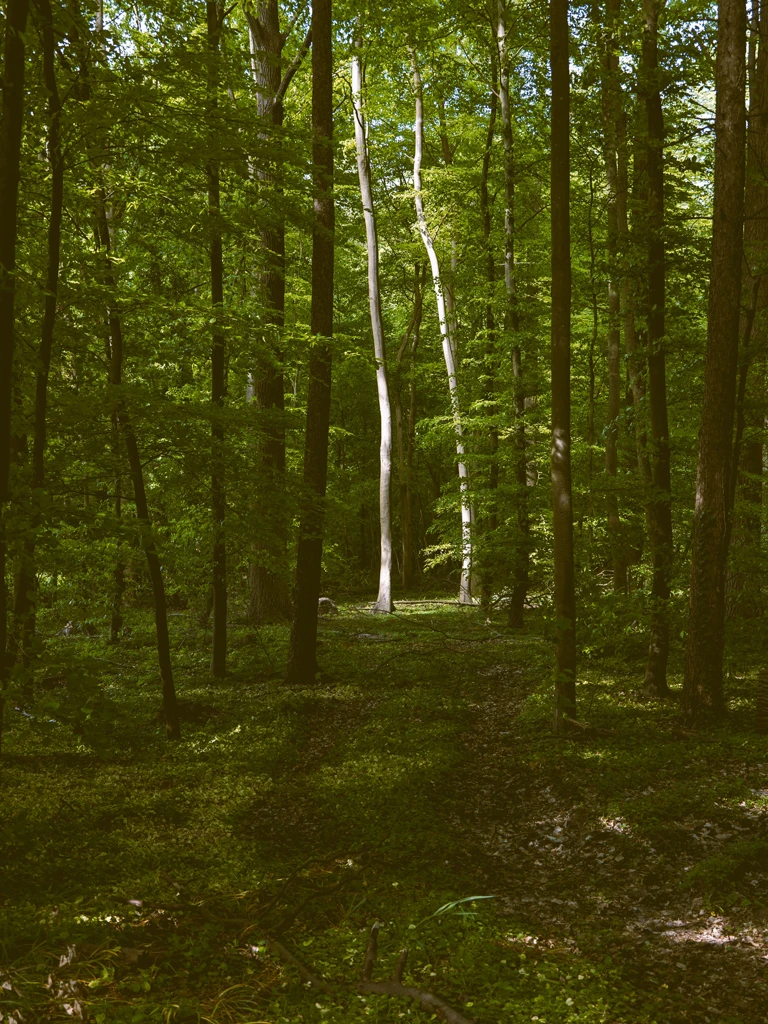 stone-mainfulness-natura-01