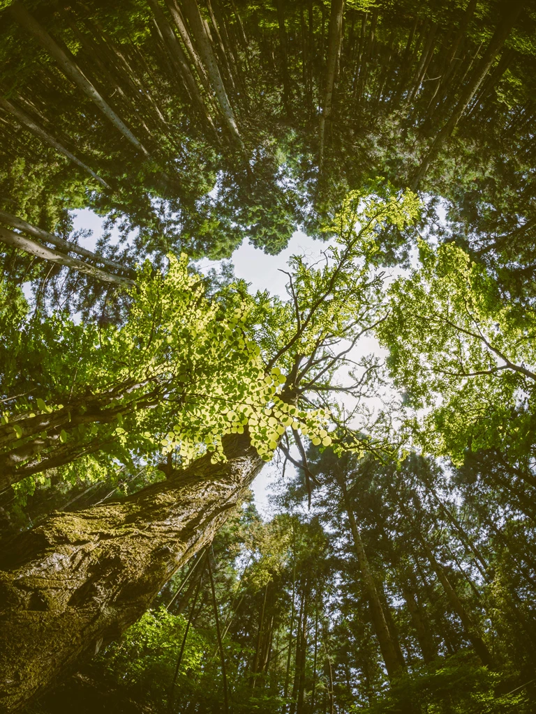 stone-mainfulness-natura-02