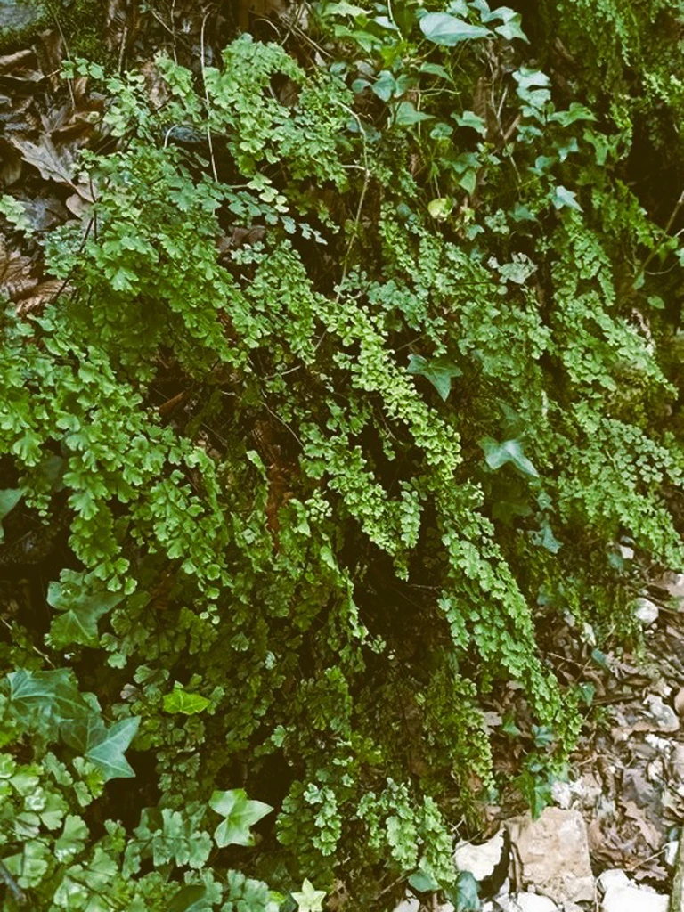 stone-mainfulness-natura-06