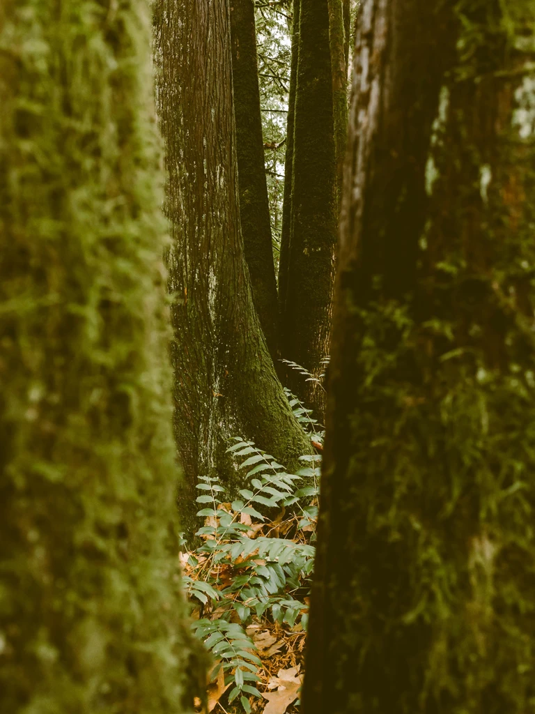 stone-mainfulness-natura-10