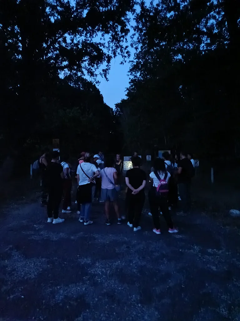 stone bosco di notte 03